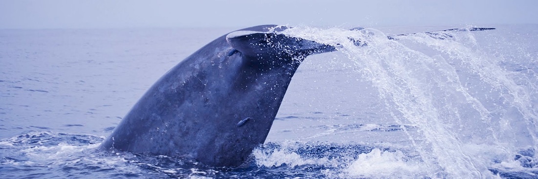Book Whale Watching Tour Sri Lanka
